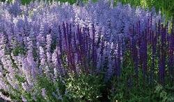 Salvia Caradonna — photo 1