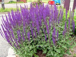 Salvia Caradonna — photo 2