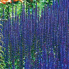 Salvia East Friesland — photo 1