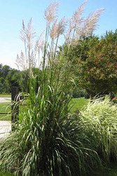 Saccharum ravennae — photo 1