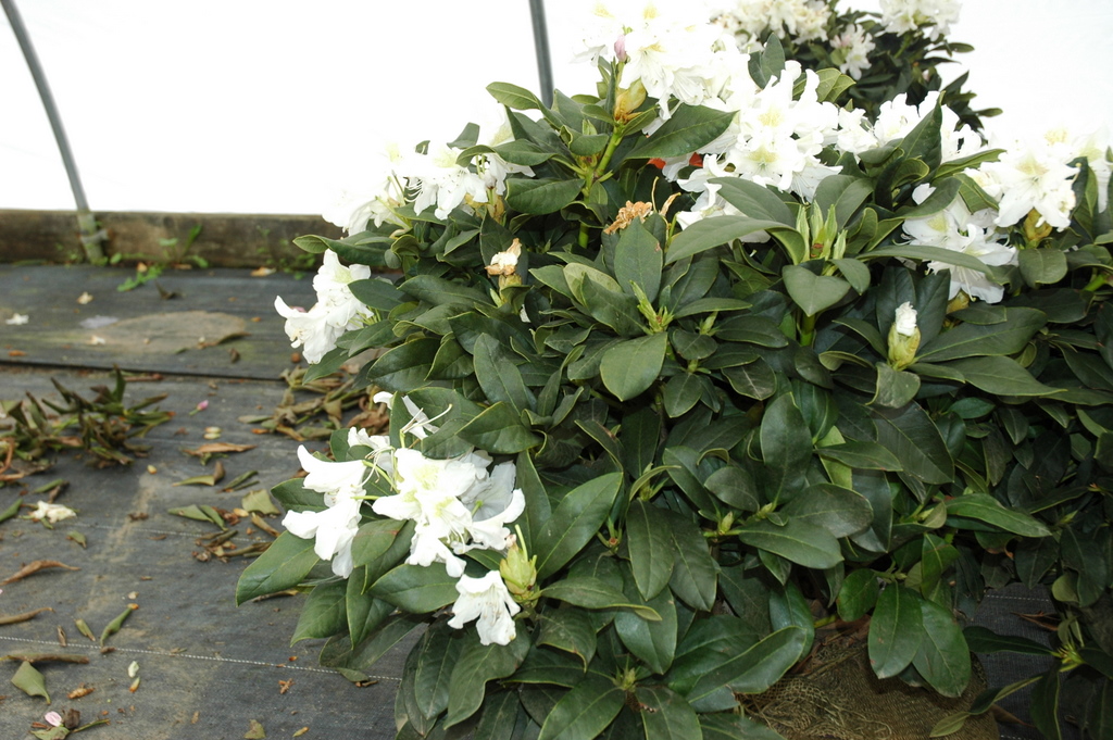 Rhododendron Cunningham White