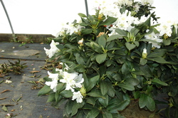 Rhododendron Cunningham White — photo 1