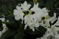 Rhododendron Cunningham White — photo 2