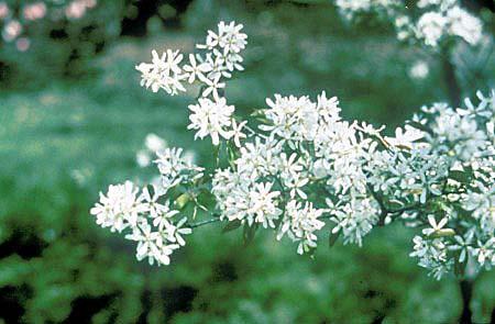 Amelanchier laevis 'Cumulus'