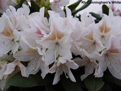 Rhododendron Cunningham White — photo 3