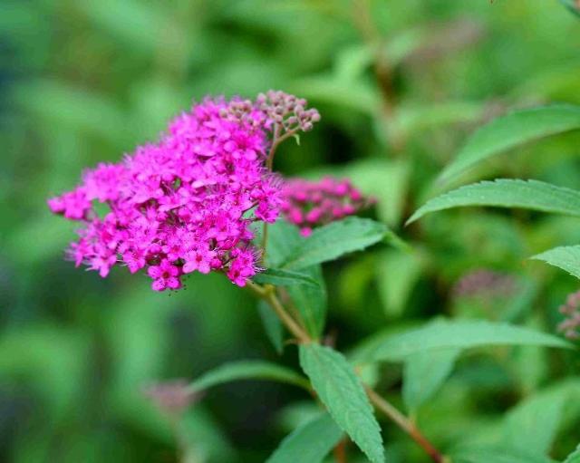 Spirea bumalda Darts Red