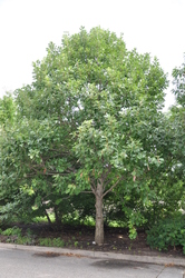Quercus bicolor — photo 1