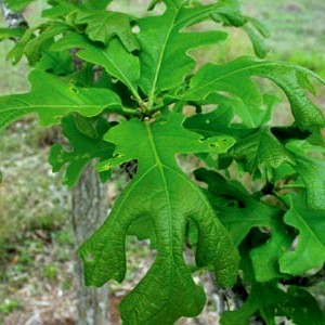 Quercus macrocarpa