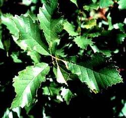 Quercus muehlenbergii — photo 4