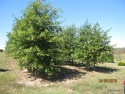 Quercus Nuttallii — photo 3