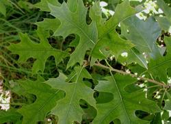 Quercus palustris — photo 1