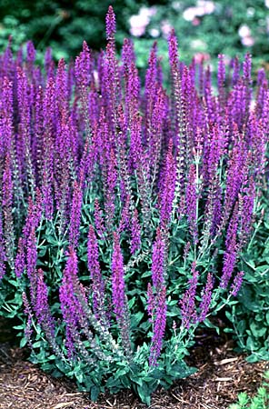 Salvia Rose Queen — photo 1