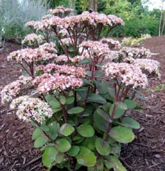 Sedum Matrona — photo 1