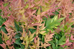Nandina domestica 'Gulf Stream' — photo 1