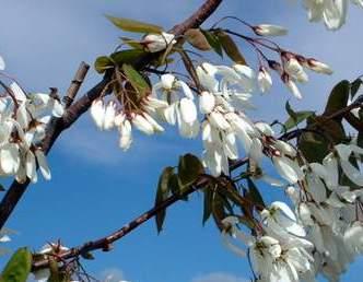 Amelanchier laevis 'Snow Cloud' — photo 1