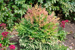 Nandina domestica 'Gulf Stream' — photo 2