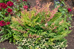 Nandina domestica 'Gulf Stream' — photo 3
