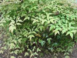 Nandina x Domestica Harbour Dwarf — photo 2