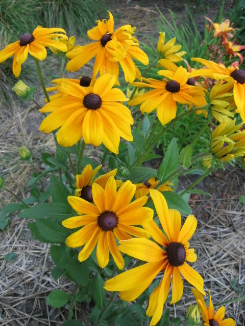 Rudbeckia hirta Indian Summer — photo 1