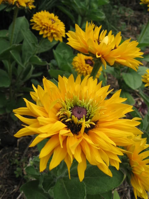 Rudbeckia hirta Maya — photo 1