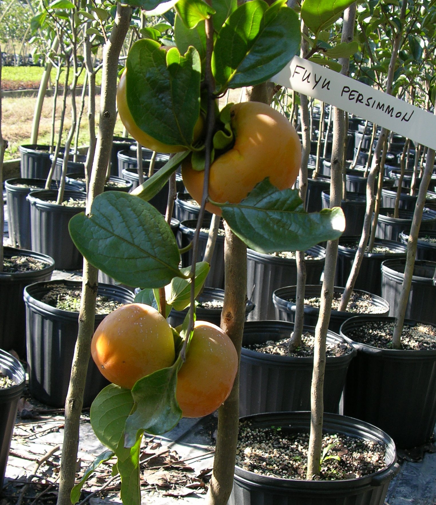 Persimmon Nikitas Gift
