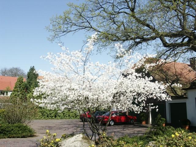 Amelanchier lamarckii — photo 1