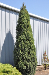 Picea pungens 'Iseli Fastigiate' — photo 2