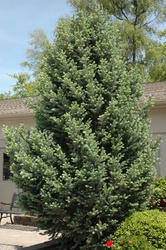 Picea pungens 'Iseli Fastigiate' — photo 3