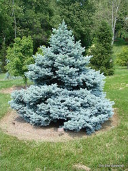 Picea pungens 'Montgomery' — photo 2