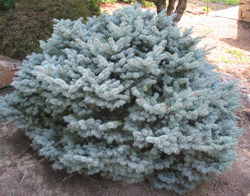 Picea pungens 'Montgomery' — photo 3