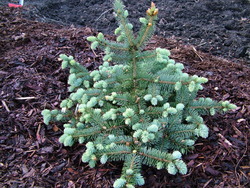 Picea pungens 'Thume' — photo 3