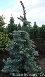 Picea pungens Dietz Prostrate — photo 3