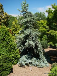 Picea pungens 'Procumbens' — photo 2