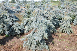 Picea pungens 'Procumbens' — photo 3