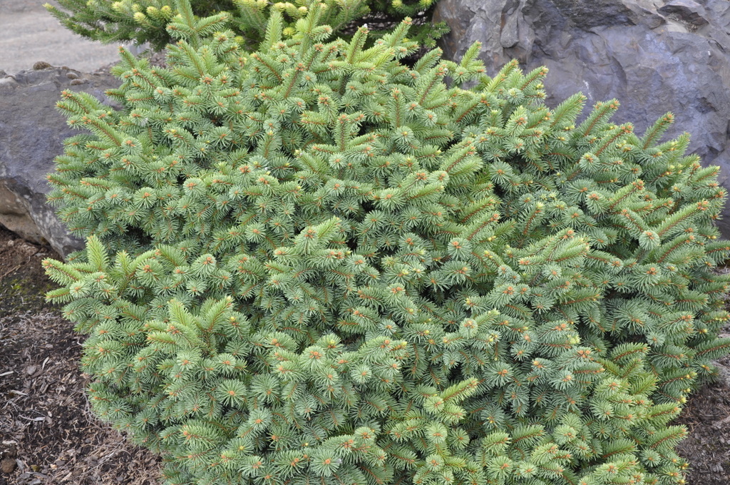 Picea pungens 'Cesarini'