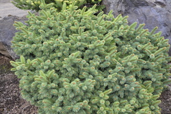 Picea pungens 'Cesarini' — photo 1