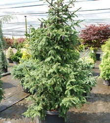 Picea purpurea — photo 2
