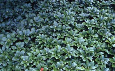 Pachysandra terminalis 'Green Carpet'