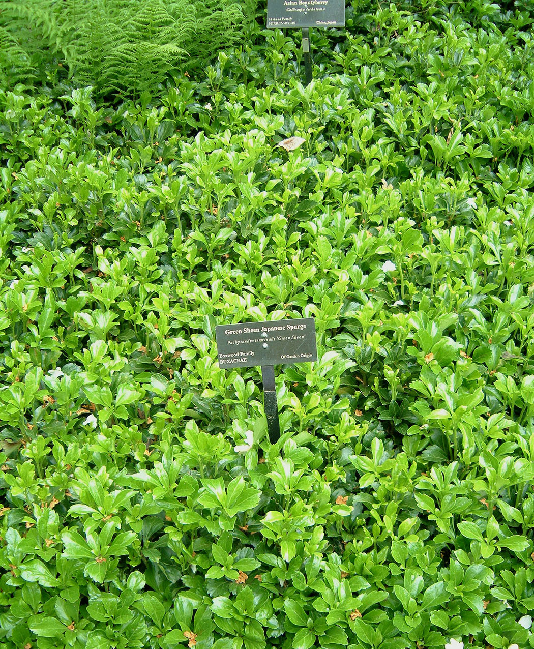 Pachysandra terminalis 'Green Sheen'