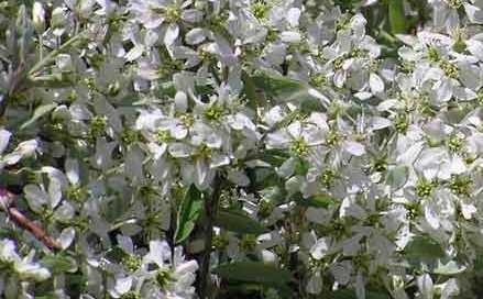 Amelanchier Rainbow Pillar — photo 1