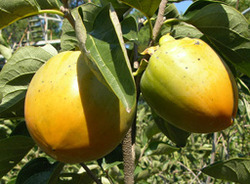 Persimmon Saijo — photo 1