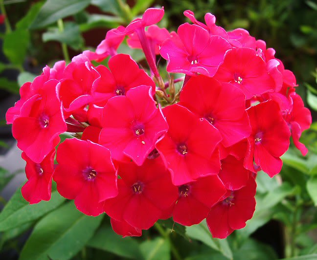 Phlox paniculata 'Red Riding Hood'