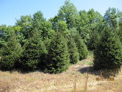 Picea abies 'Repens' — photo 3