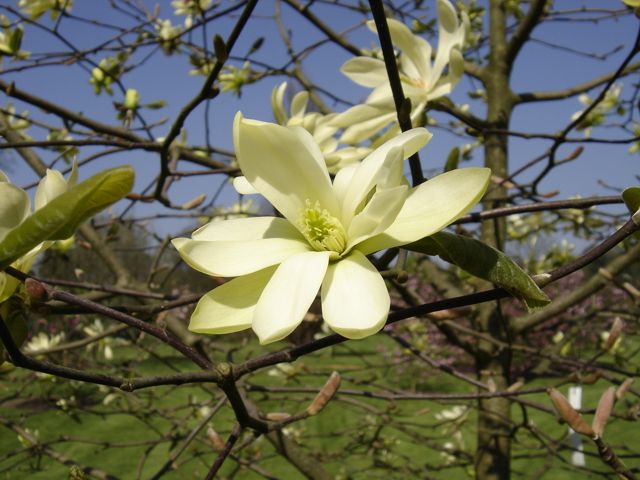 Magnolia acuminata 'Goldstar' — photo 1