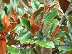 Magnolia grandiflora 'Blanchard' — photo 2