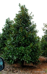 Magnolia grandiflora 'Blanchard' — photo 3