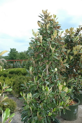 Magnolia grandiflora 'Little Gem' — photo 3