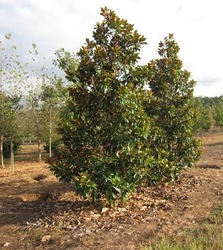 Magnolia grandiflora 'Victoria' — photo 2