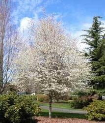 Amelanchier Spring Flurry — photo 1