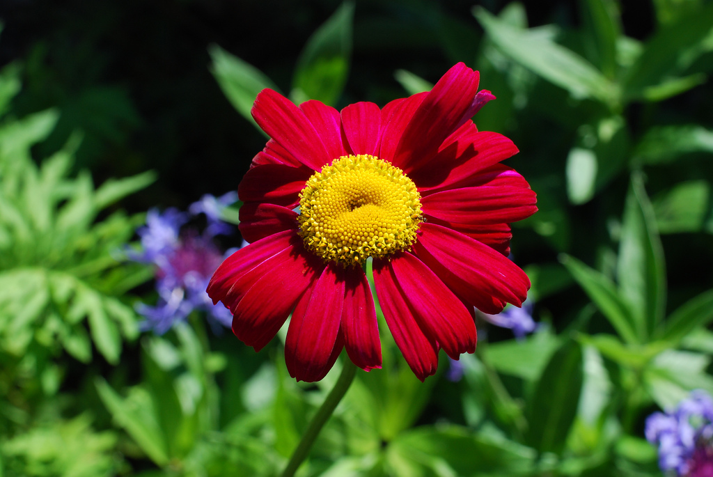 Tanacetum Robinson's Red